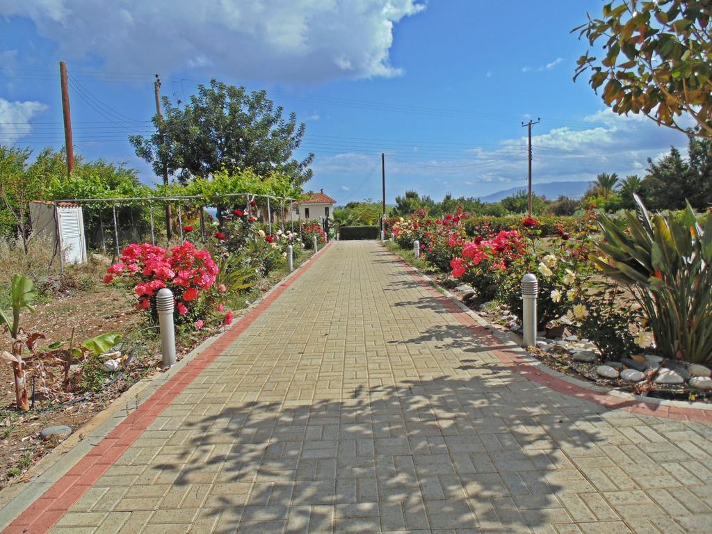 Eliofos Luxury Villa Polis Exteriör bild